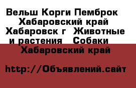 Вельш Корги Пемброк - Хабаровский край, Хабаровск г. Животные и растения » Собаки   . Хабаровский край